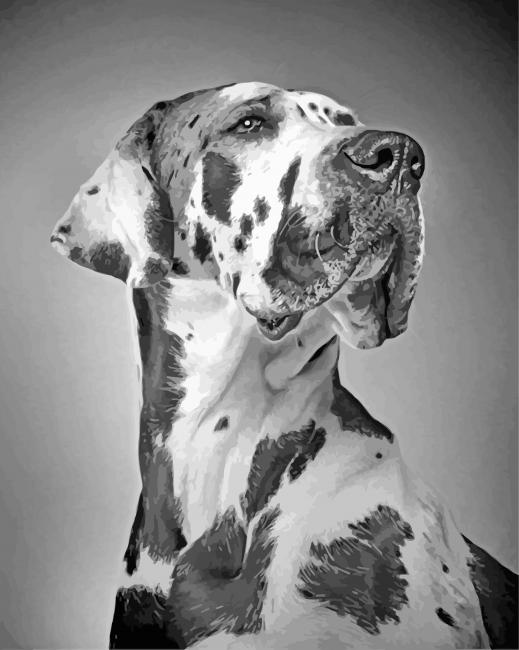 Black And White Great Dane Paint By Numbers - Numeral Paint Kit