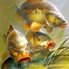 Carp Fishes paint by numbers