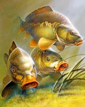Carp Fishes paint by numbers