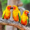 Conure Birds paint by numbers