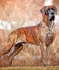 Great Dane Brindle Color Dog paint by numbers