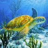 Sea Turtle paint by nnumbers