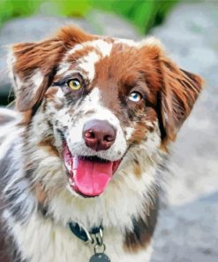 Australian Shepherd Dog panels paint by numbers