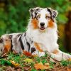 Australian Shepherd Pet paint by numbers