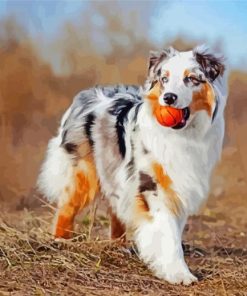 Australian Shepherd Puppy paint by numbers