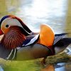Waterfowl Bird paint by numbers