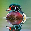 Waterfowl Bird paint by numbers