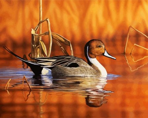 Waterfowl Duck paint by numbers