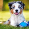 Australian Shepherd Dog panels paint by numbers