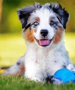 Australian Shepherd Dog panels paint by numbers