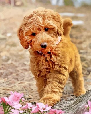 Aesthetic Labradoodle paint by number