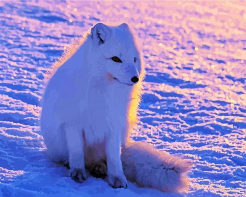 Arctic Fox In Snow paint by numbers