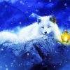 Arctic Fox And Lantern Paint by numbers