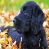 Australian Labradoodle paint by number