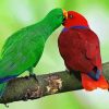 Australian Birds Couple paint by numbers