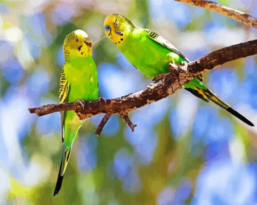 Beautiful Australian Birds paint by numbers