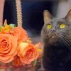 Aesthetic Black Cat And Flowers Paint by number