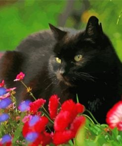 Black Cat Paint by number