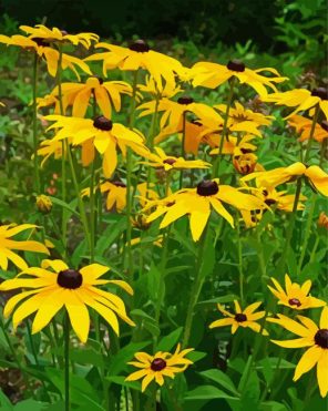 Black Eyed Susan Plants Meadow Piant by numbers