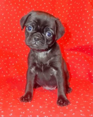 Black Puggle paint by numbers