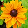 Blooming Black Eyed Susan paint by numbers