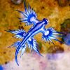Blue Nudibranch paint by numbers