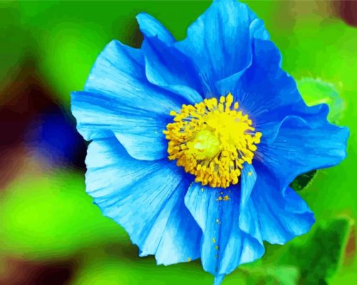 Blue poppy flower paint by number
