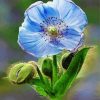 Blue poppy paint by numbers