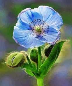 Blue poppy paint by numbers