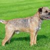 Border Terrier Dog Paint by numbers