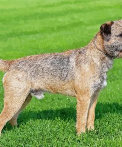 Border Terrier Dog Paint by numbers