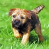 Border terrier Puppy paint by numbers
