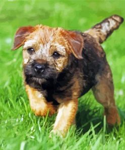 Border terrier Puppy paint by numbers