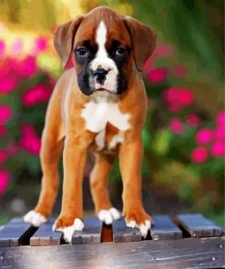 Boxer Puppy paint by number