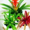 Bromeliad Plant Pots Paint by numbers