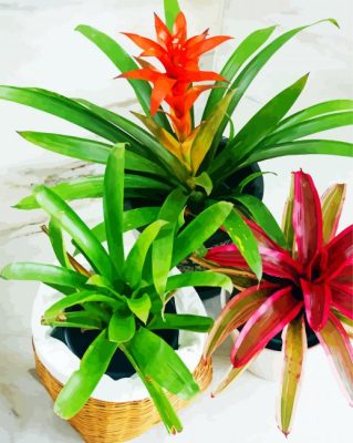 Bromeliad Plant Pots Paint by numbers