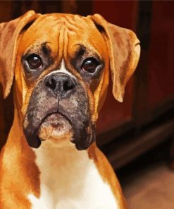 Brown Boxer Dog paint by number