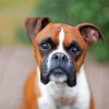 Brown Boxer paint by number