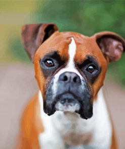 Brown Boxer paint by number