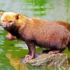 Bush Dog Animal paint by numbers