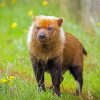 Bush Dog paint by numbers