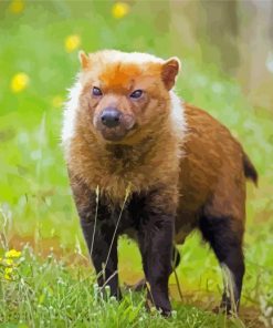 Bush Dog paint by numbers