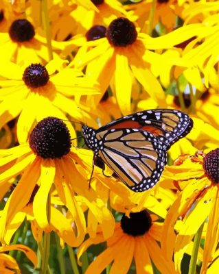Butterfly On Black Eyed Susan paint by numbers
