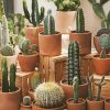 Cactus pots paint by numbers