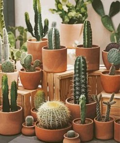 Cactus pots paint by numbers