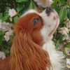 Cavalier King Charles Spaniel paint by number