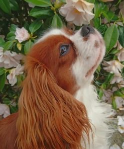 Cavalier King Charles Spaniel paint by number
