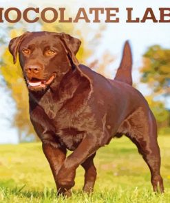 Chocolate Lab Dog paint by numbers