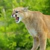 Cougar Animal paint by numbers