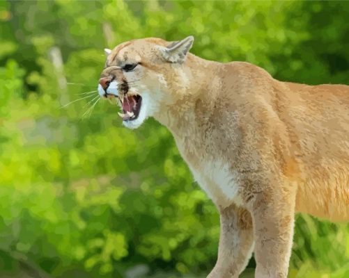 Cougar Animal paint by numbers